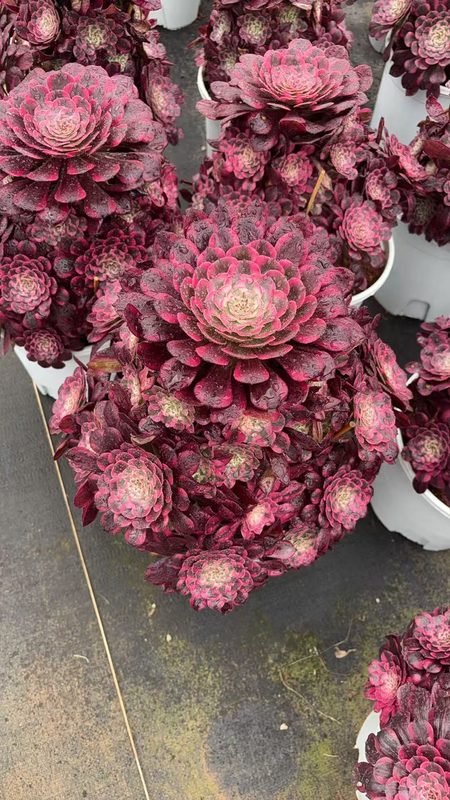 Aeonium 'Clear Moon' (霁月 (L)) — single rosette, SouthQuest Farm