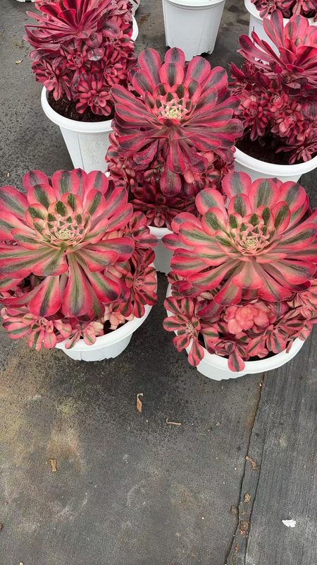 Aeonium 'Alice' (爱丽丝大群) — multi-head cluster, SouthQuest Farm