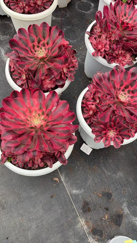 Aeonium 'Alice' (爱丽丝) — single rosette, SouthQuest Farm