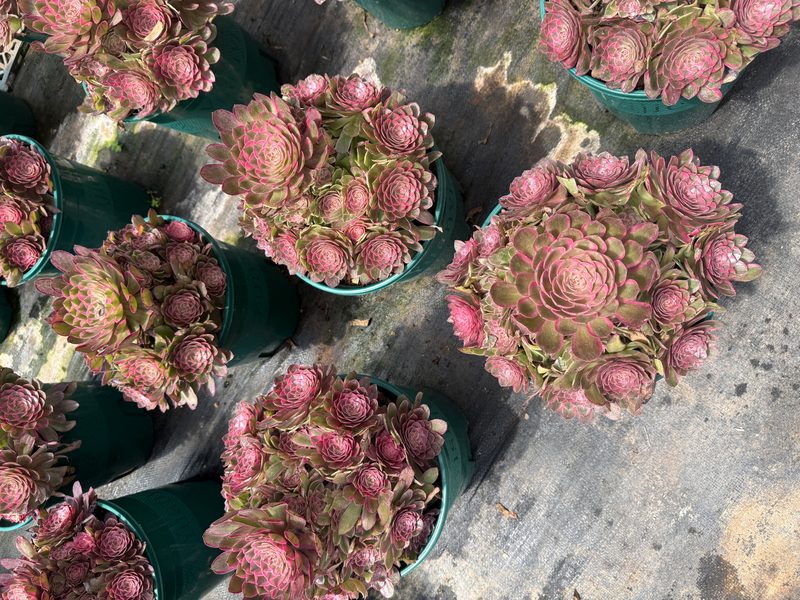 Aeonium 'Graceful Face' (倾颜) — single rosette, SouthQuest Farm