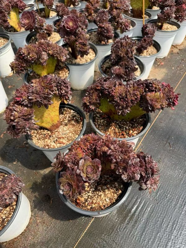 Aeonium 'Black Beauty' (黑美人缀) — crested (cristate), SouthQuest Farm
