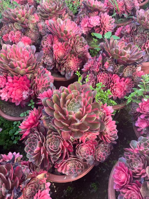 Aeonium 'Black Magic' (黑魔锦 (L)) — single rosette, SouthQuest Farm