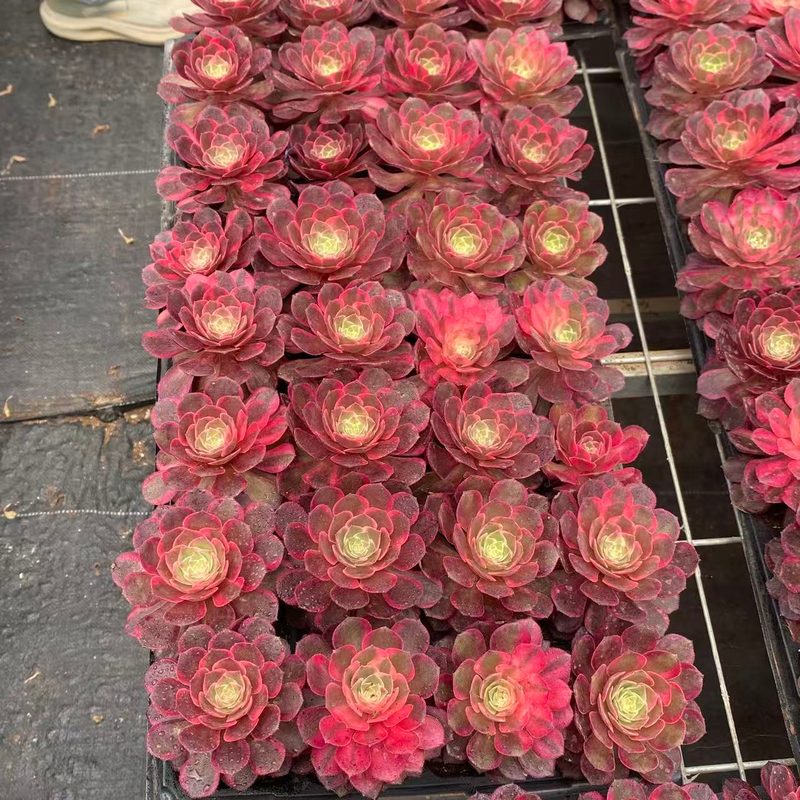 Aeonium 'Black Magic' (黑魔锦穴盘) — plug-tray start, SouthQuest Farm
