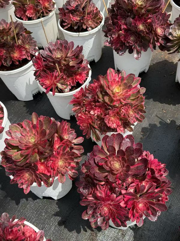 Near-black Aeonium hybrid similar to Zwartkop / Black Rose