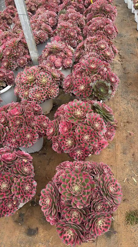 Bugatti large Aeonium specimen cluster