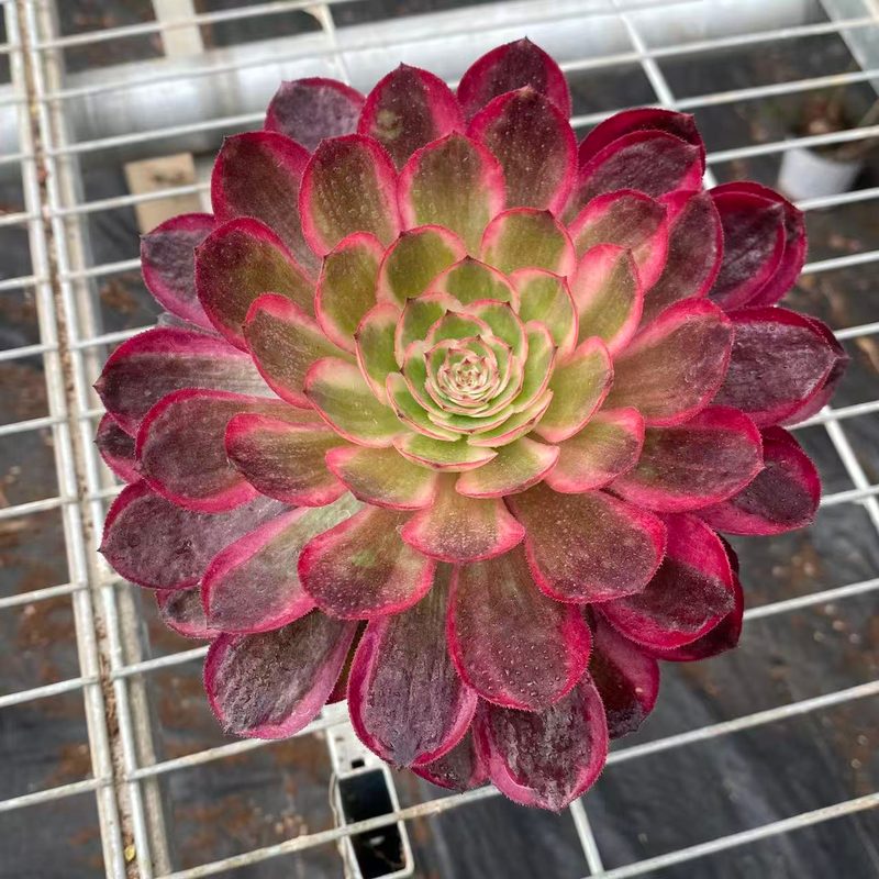 Aeonium 'Cherry Blossom' (樱花（12杯）) — potted starter plant, SouthQuest Farm