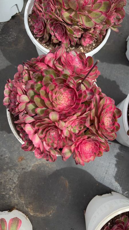 Aeonium 'Cherry Blossom' (樱花) — single rosette, SouthQuest Farm