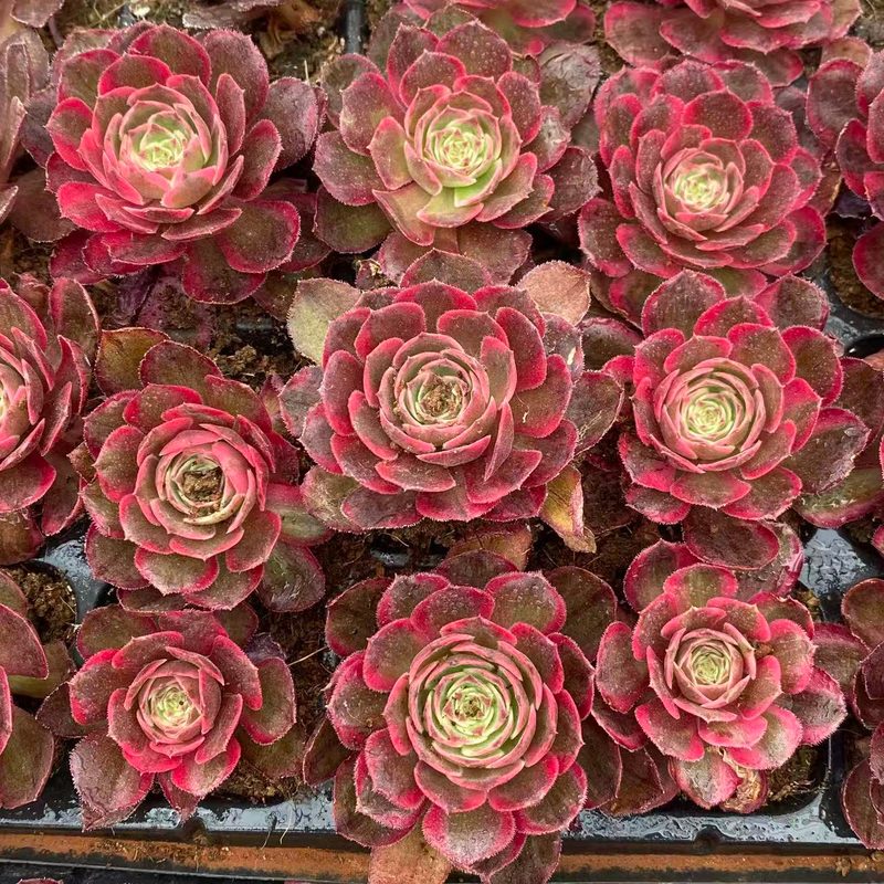 Aeonium 'Clara's Lover' (克拉恋人穴盘) — plug-tray start, SouthQuest Farm
