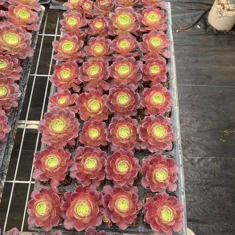 Aeonium 'Autumn Hues' (缤纷秋色穴盘 (L)) — plug-tray start, SouthQuest Farm