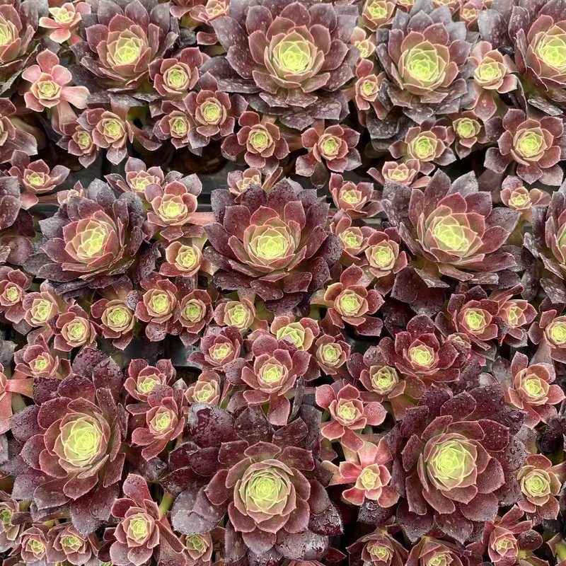 Aeonium 'Autumn Hues' (缤纷秋色穴盘小群) — plug-tray start, SouthQuest Farm