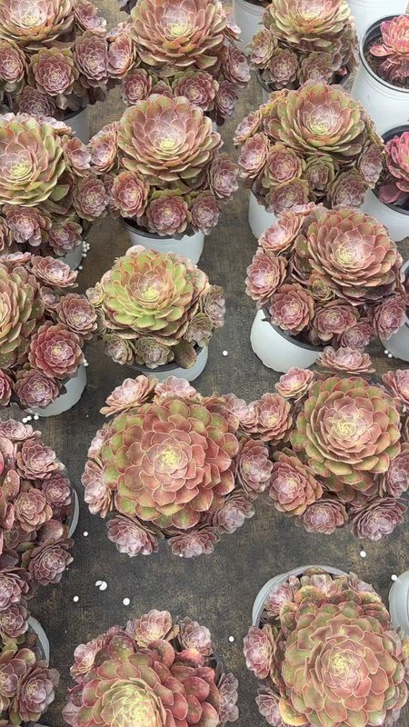 Aeonium 'Autumn Hues' (缤纷秋色小群) — multi-head cluster, SouthQuest Farm