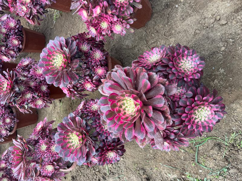Aeonium 'Copper White' (红铜超白) — single rosette, SouthQuest Farm