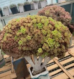 Aeonium, Crested Form No.13 (缀化法师13) succulent — wholesale bare-root export from Yunnan, China