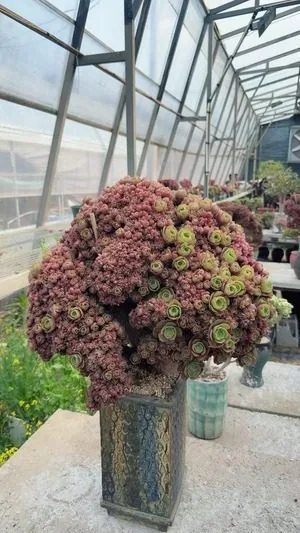 Aeonium, Crested Form No.2 (缀化法师2) succulent — wholesale bare-root export from Yunnan, China