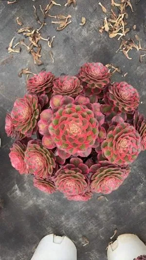 Aeonium 'Crimson Flame Lotus' Variegated (赤焰莲锦) succulent — wholesale bare-root export from Yunnan, China