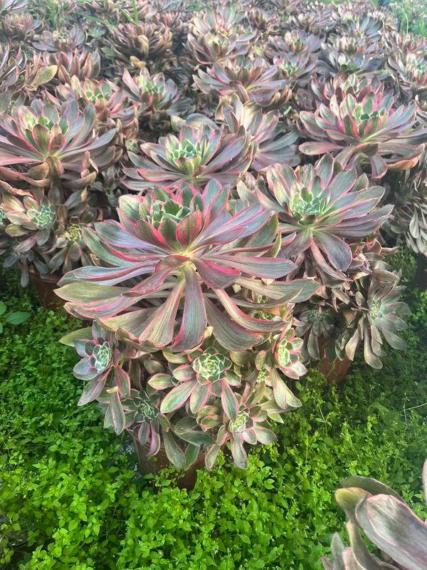 Aeonium 'Devil's Eye' (恶魔之眼群生) — multi-head cluster, SouthQuest Farm