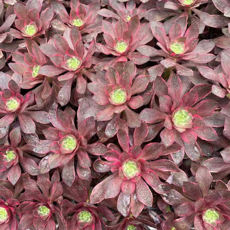 Aeonium 'Devil's Eye' (恶魔之眼穴盘) — plug-tray start, SouthQuest Farm