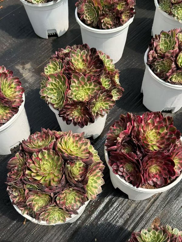 Aeonium 'Earl's Pride' (伯爵天骄) — single rosette, SouthQuest Farm