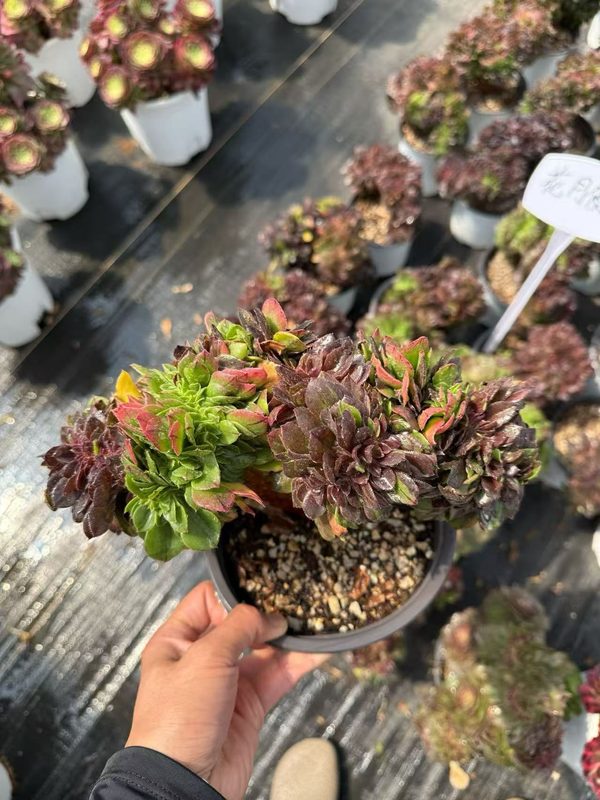 Aeonium 'Flower Moon Night' (花月夜缀) — crested (cristate), SouthQuest Farm