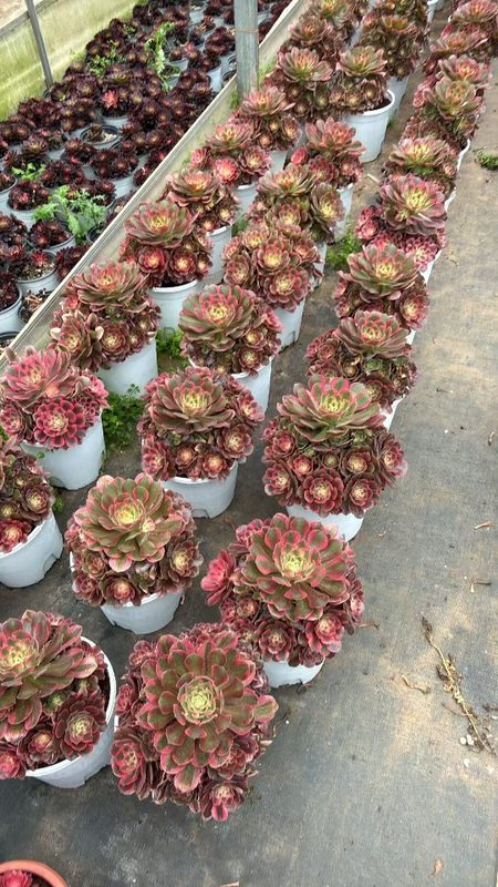 Aeonium 'Fragrant Consort' (香妃) — single rosette, SouthQuest Farm