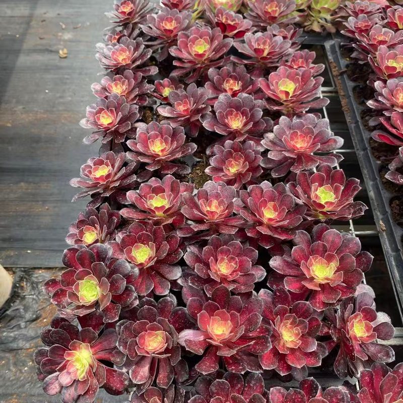 Aeonium 'Crimson River' (满江红穴盘) — plug-tray start, SouthQuest Farm