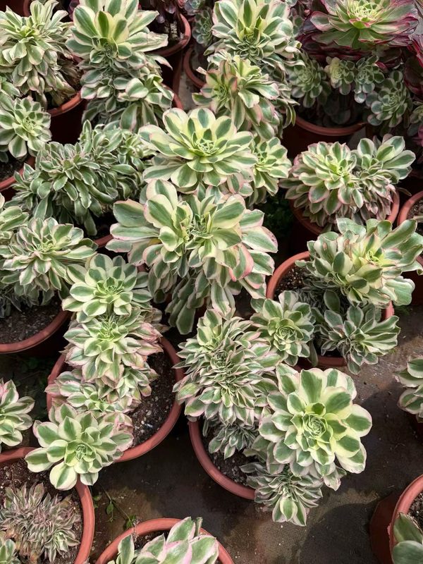 Aeonium 'Green Crest' (绿破缀) — crested (cristate), SouthQuest Farm