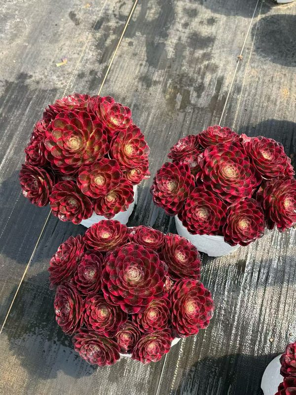 Grand Fortune Aeonium cluster