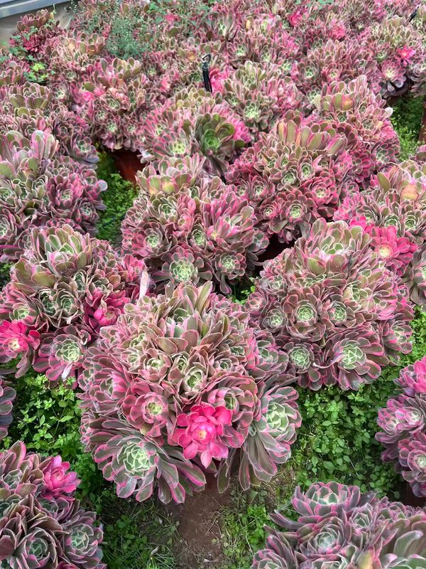 Aeonium 'Adonis' (男神) — single rosette, SouthQuest Farm