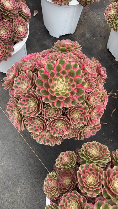 Aeonium 'Jade Beauty' (颜如玉老桩大群) — old-stalk specimen cluster, SouthQuest Farm
