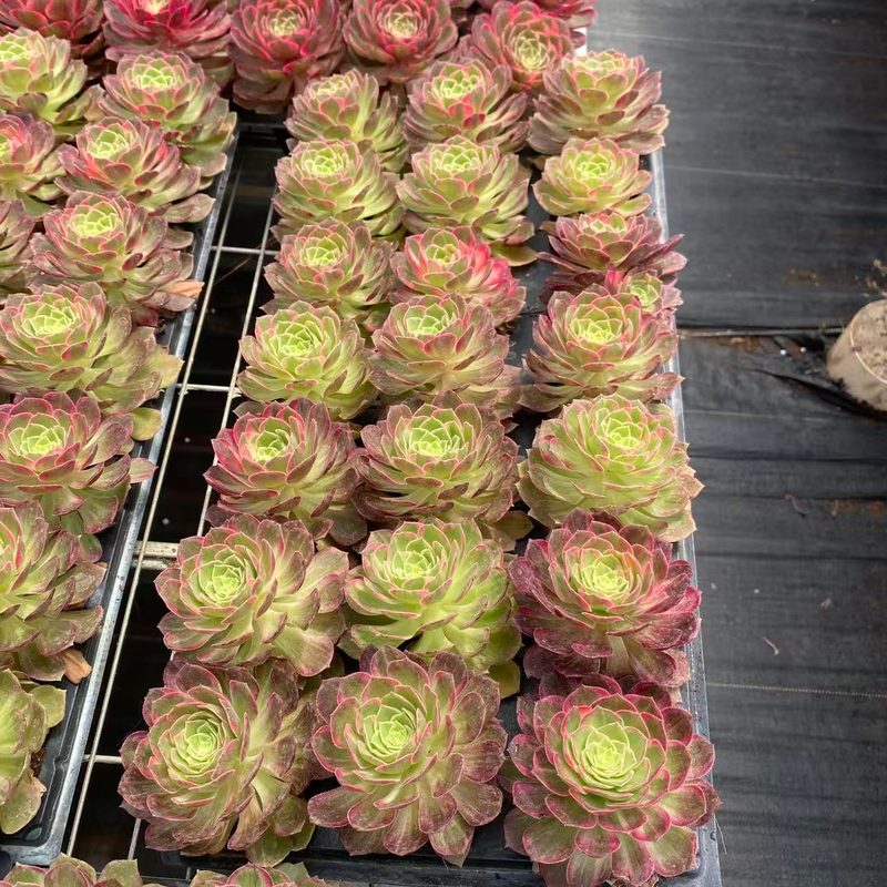 Aeonium 'Kaleidoscope' (万花筒穴盘) — plug-tray start, SouthQuest Farm
