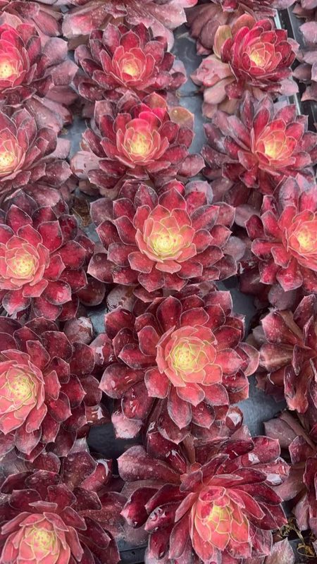 Aeonium 'Koi' (锦鲤穴盘) — plug-tray start, SouthQuest Farm