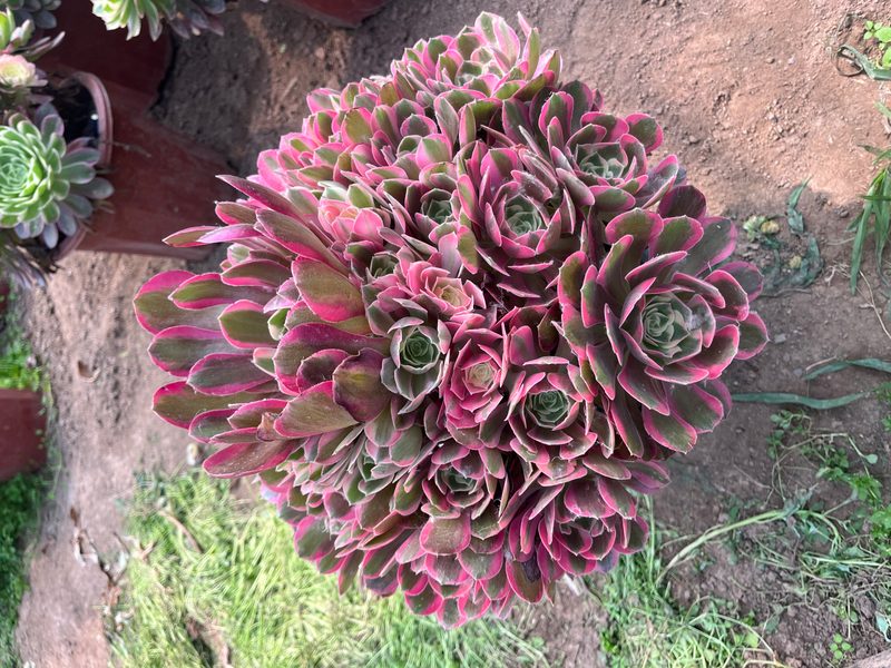 Aeonium 'Damsel' (女郎) — single rosette, SouthQuest Farm