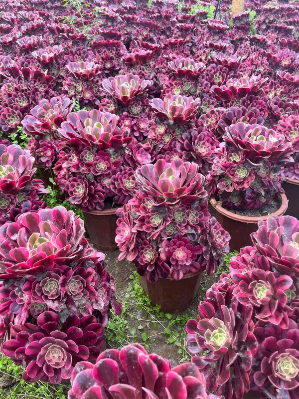 Aeonium 'Medusa' (美杜莎) — single rosette, SouthQuest Farm