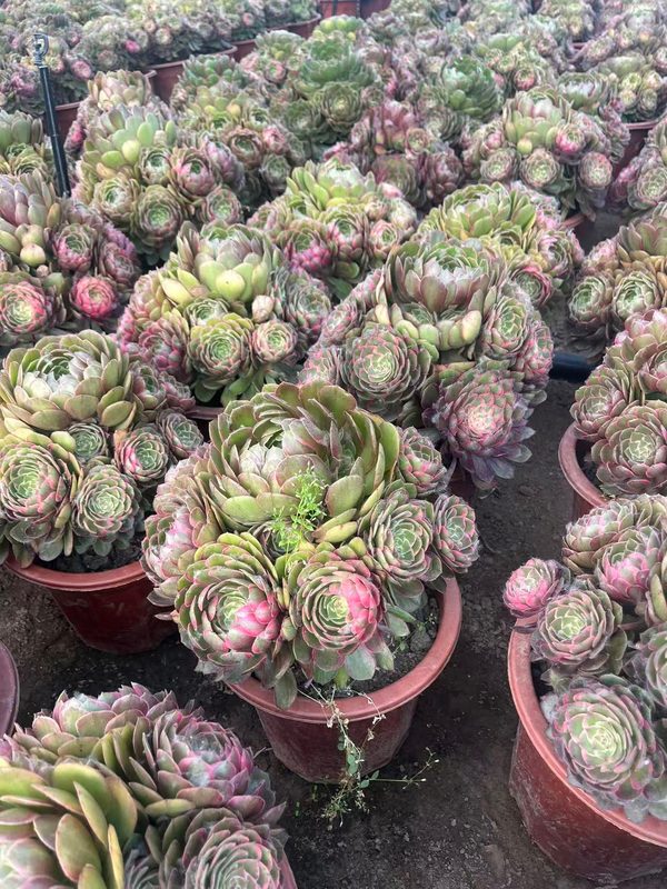 Moonglow large cream Aeonium