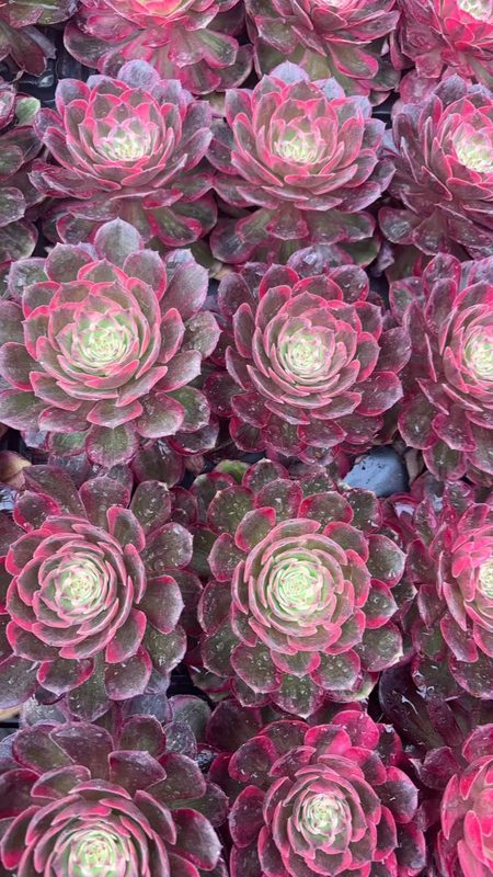 Aeonium 'Moonglow' (月华穴盘) — plug-tray start, SouthQuest Farm