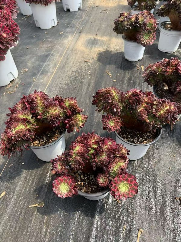 Aeonium 'Poseidon' (海王缀) — crested (cristate), SouthQuest Farm