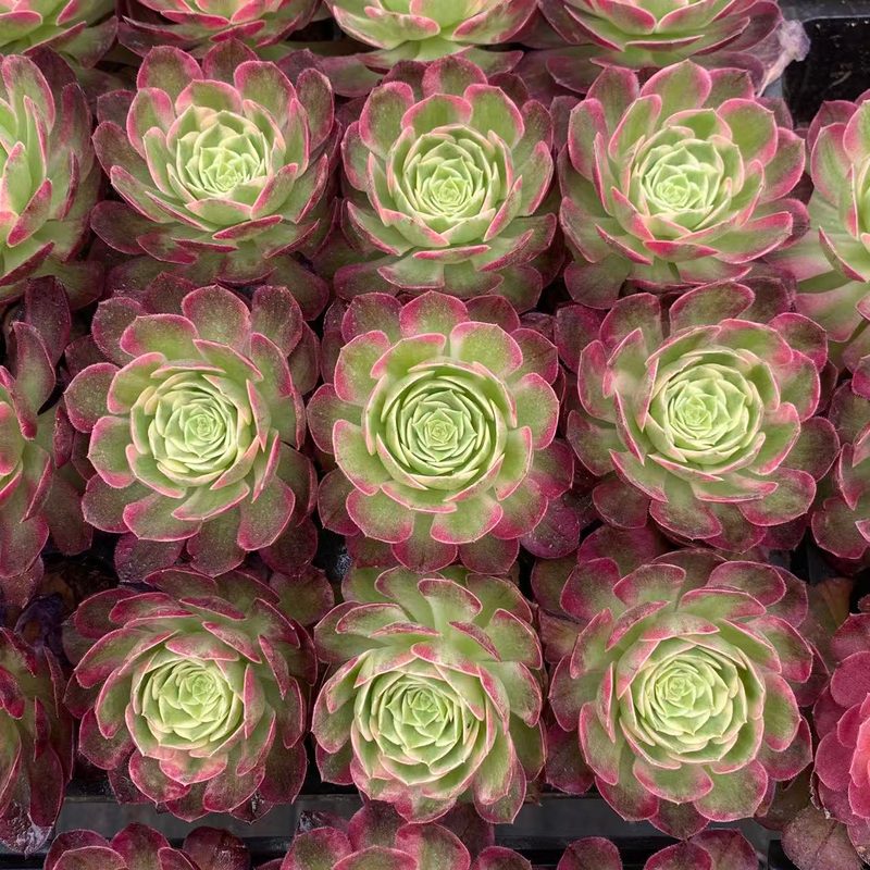 Aeonium 'Poseidon' (海王穴盘) — plug-tray start, SouthQuest Farm