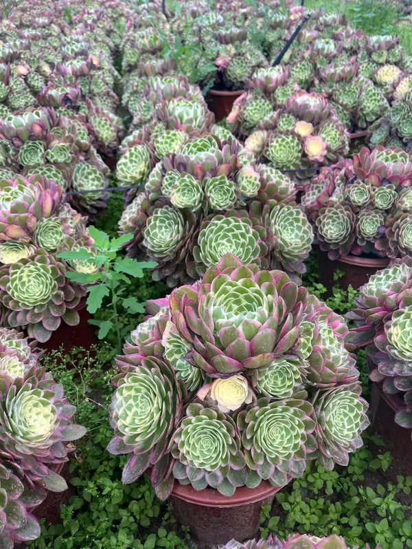 Aeonium 'Poseidon' (海王) — single rosette, SouthQuest Farm
