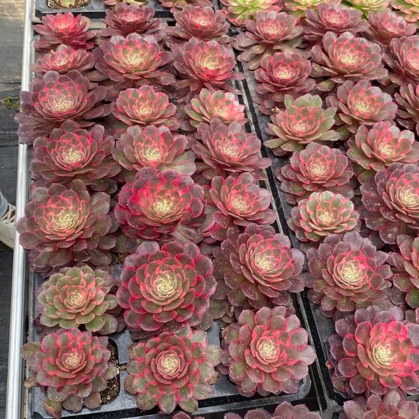 Aeonium 'Peach Blossom Cove' (桃花坞穴盘) — plug-tray start, SouthQuest Farm