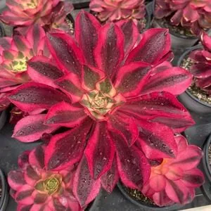 Aeonium 'Phantom' 12cm Pot (魅影   12杯) succulent — wholesale bare-root export from Yunnan, China