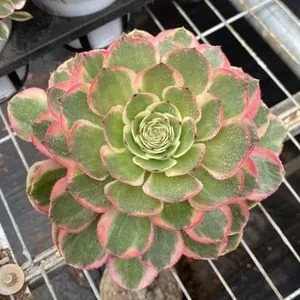 Aeonium 'Pink Crown' 12cm Pot w/ Offsets (粉冠  12杯带崽) succulent — wholesale bare-root export from Yunnan, China
