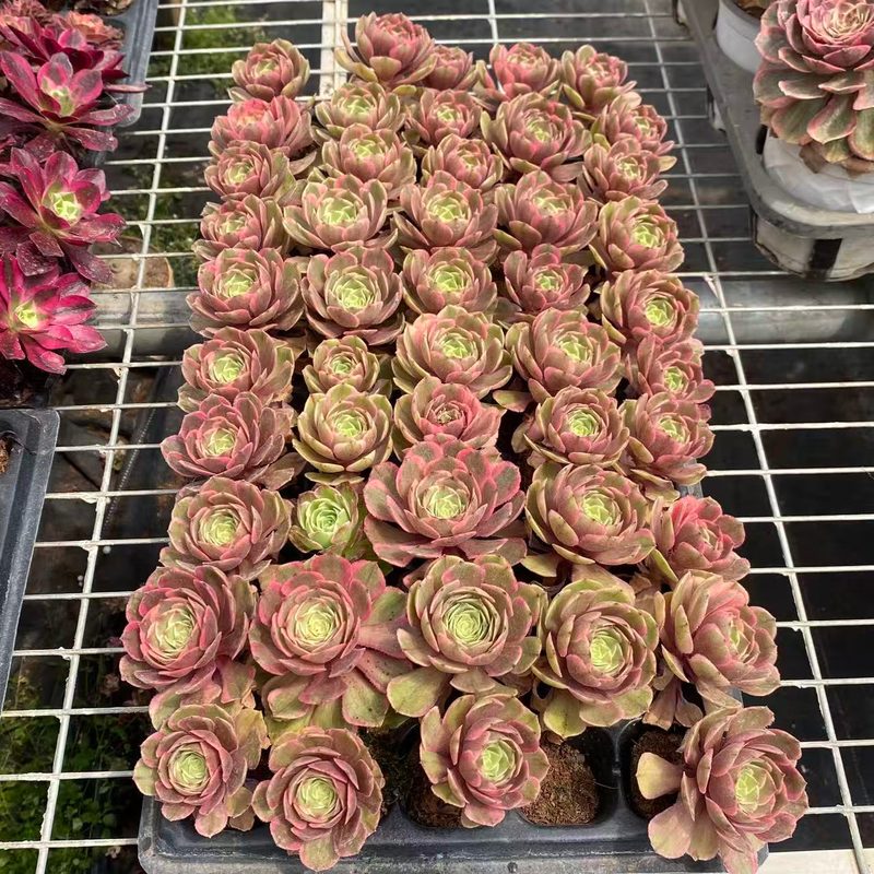 Aeonium 'Pink Crown' (粉冠穴盘 (S)) — plug-tray start, SouthQuest Farm