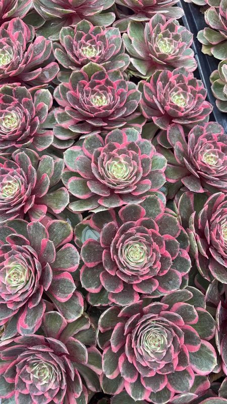 Aeonium 'Pink Crown' (粉冠穴盘 (L)) — plug-tray start, SouthQuest Farm