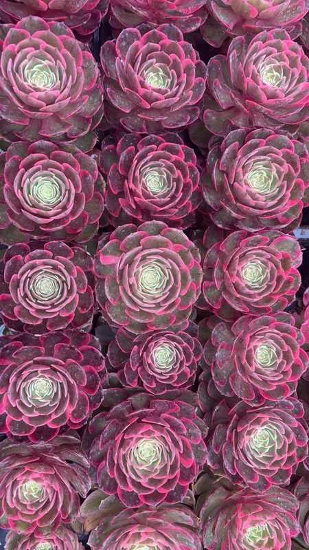 Aeonium 'Pink Flower Sprite' (粉花妖穴盘) — plug-tray start, SouthQuest Farm