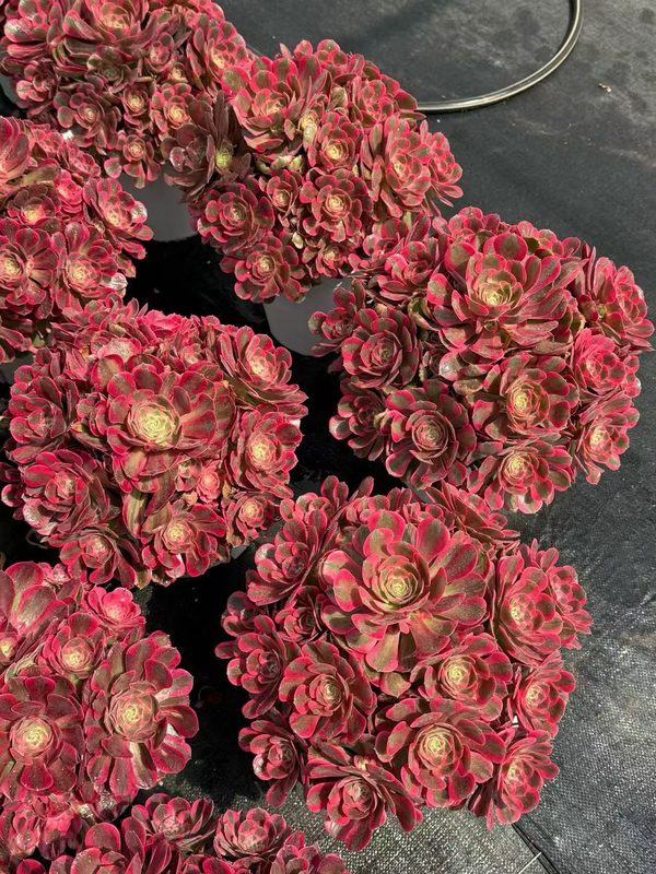 Aeonium 'Pink Damsel' (粉女郎老桩大群) — old-stalk specimen cluster, SouthQuest Farm