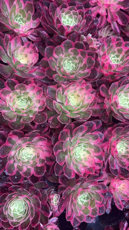 Aeonium 'Pink Jade Hibiscus' (粉玉芙蓉穴盘) — plug-tray start, SouthQuest Farm