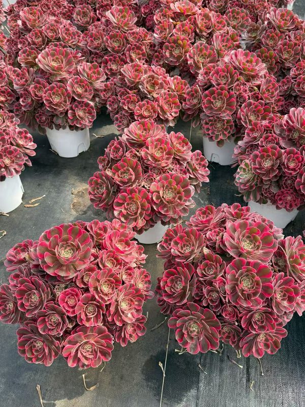 Aeonium 'Pink Lady' (红粉佳人老桩大群) — old-stalk specimen cluster, SouthQuest Farm