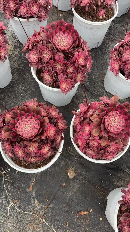 Aeonium 'Rosy Pink' (粉彤) — single rosette, SouthQuest Farm
