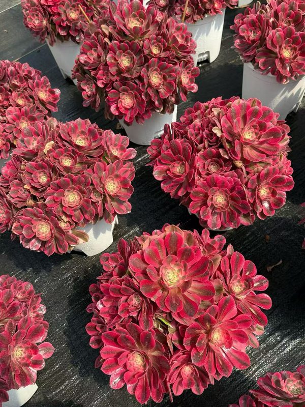 Aeonium 'Pink Witch' (粉女巫老桩) — old-stalk specimen cluster, SouthQuest Farm
