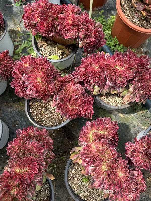 Aeonium 'Peerless Beauty' (倾城缀 (S)) — crested (cristate), SouthQuest Farm